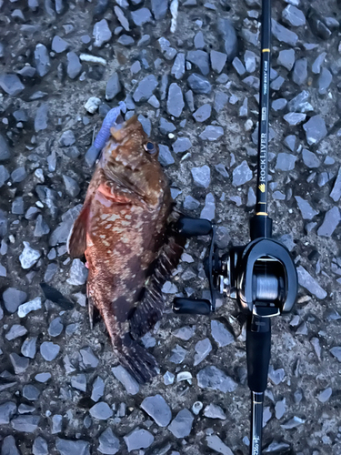 カサゴの釣果