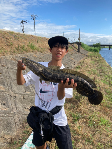 ライギョの釣果