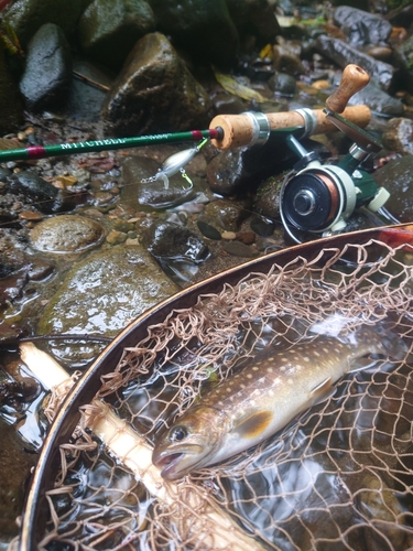 イワナの釣果