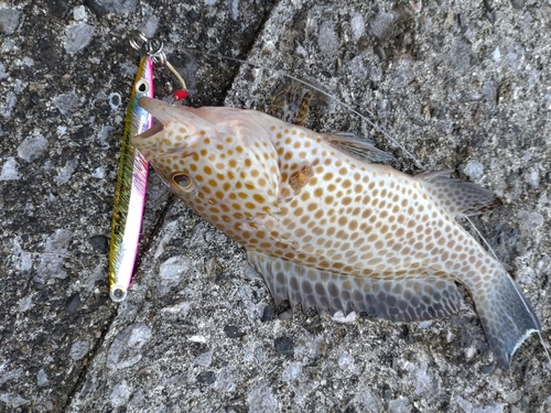 オオモンハタの釣果