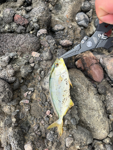 ショッコの釣果