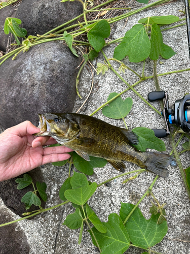 スモールマウスバスの釣果