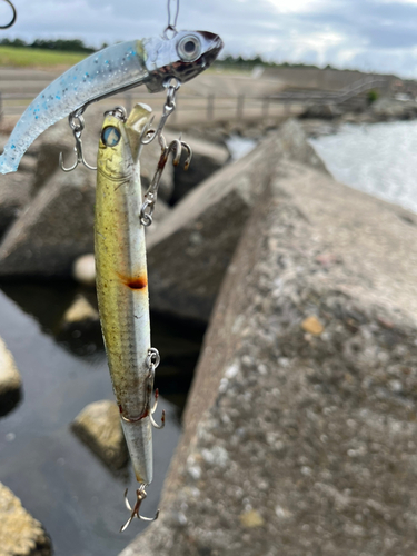 ショッコの釣果