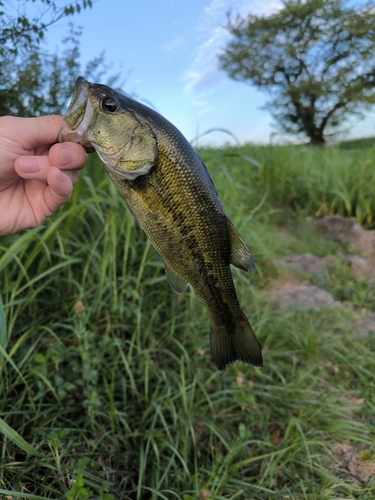 ラージマウスバスの釣果