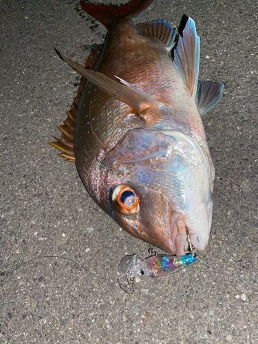 マダイの釣果