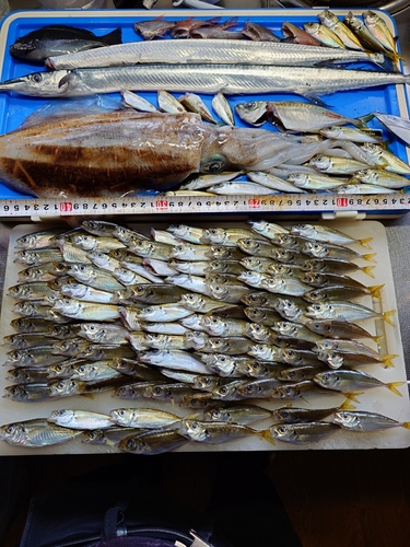 アジの釣果