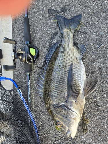 チヌの釣果