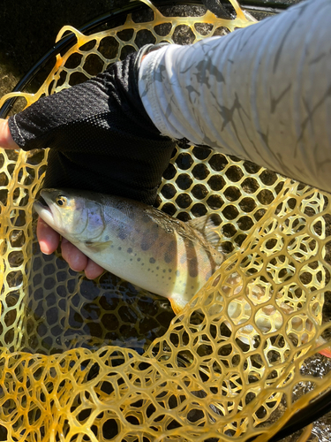 ヤマメの釣果