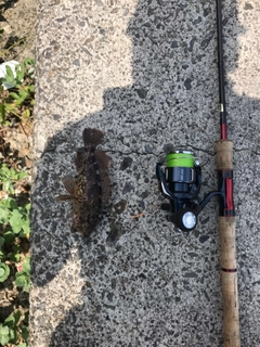 アラカブの釣果