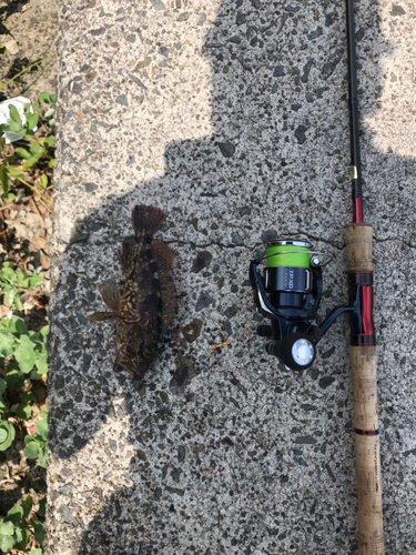 アラカブの釣果