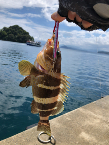 アオハタの釣果