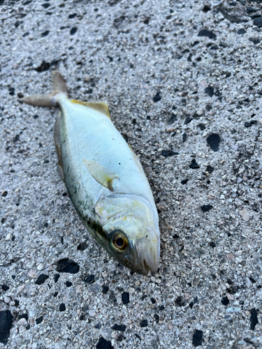 カンパチの釣果