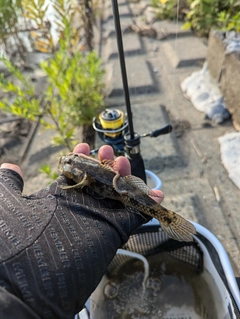 ハゼの釣果