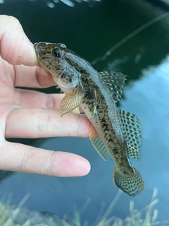 マハゼの釣果