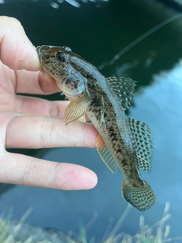 マハゼの釣果