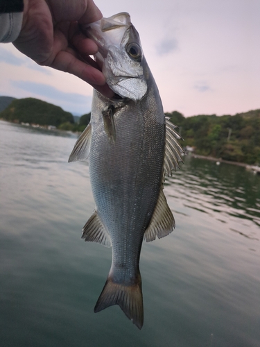 スズキの釣果