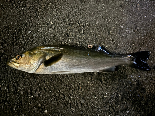 タイリクスズキの釣果