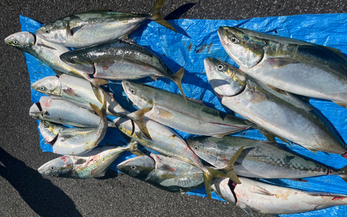 ブリの釣果