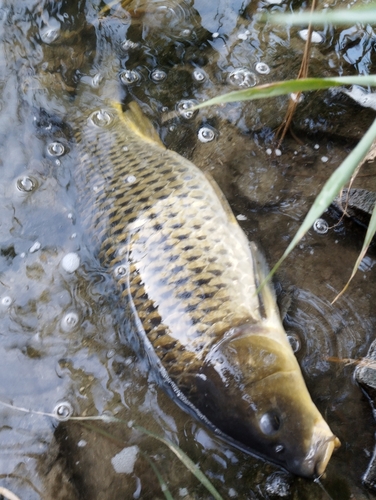 コイの釣果