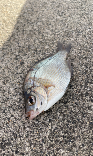 ウミタナゴの釣果