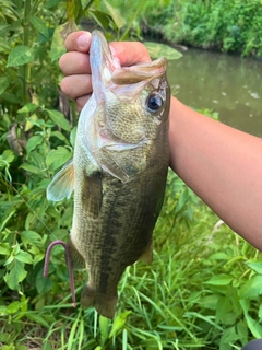 ラージマウスバスの釣果