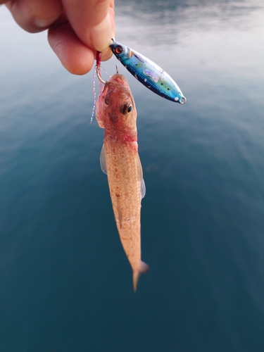 エソの釣果