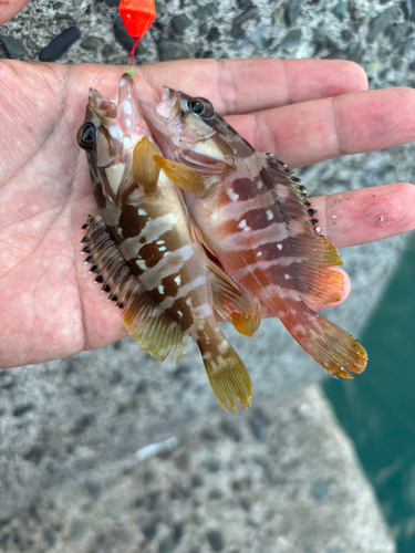 アカハタの釣果