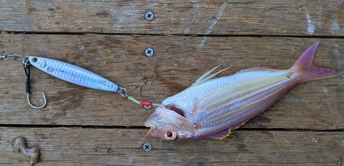 イトヨリダイの釣果