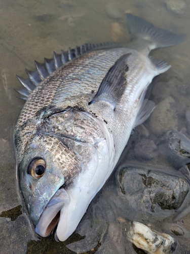 チヌの釣果