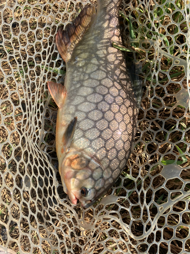 コロソマの釣果