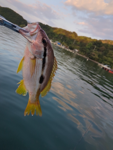 ヨコスジフエダイの釣果