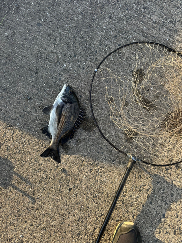 クロダイの釣果