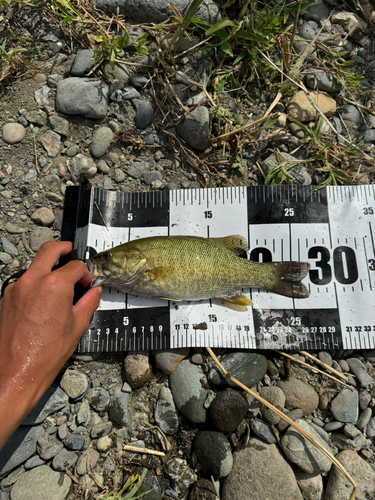 スモールマウスバスの釣果