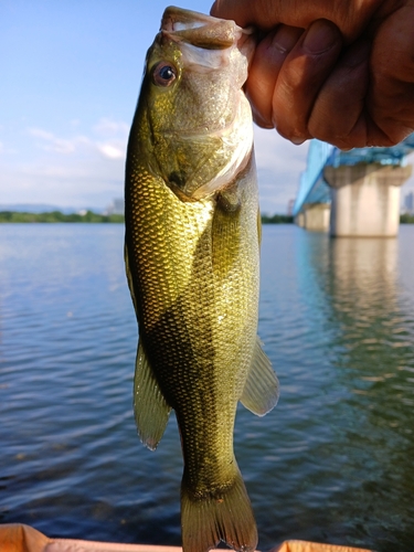 ラージマウスバスの釣果