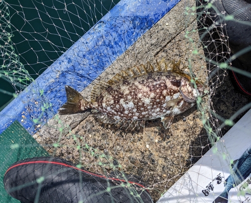 アイゴの釣果