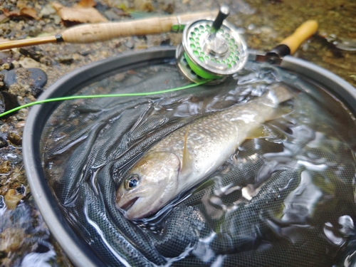 イワナの釣果