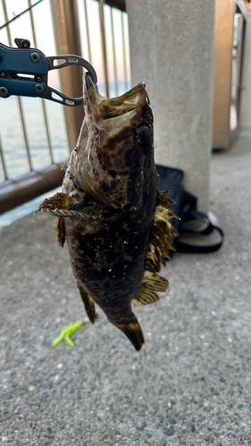 タケノコメバルの釣果