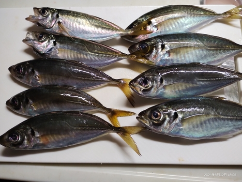 アジの釣果