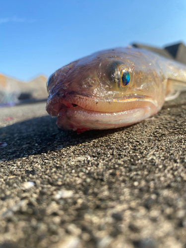 タイの釣果