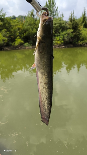 ナマズの釣果