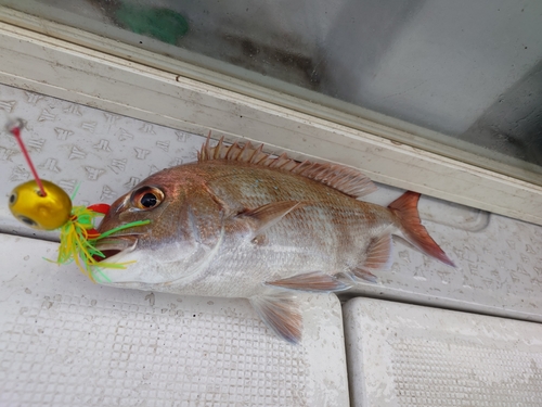 タイの釣果