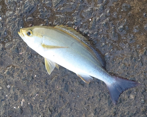 イサキの釣果