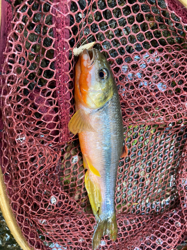 カワムツの釣果