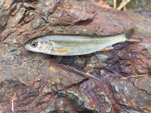 ウグイの釣果