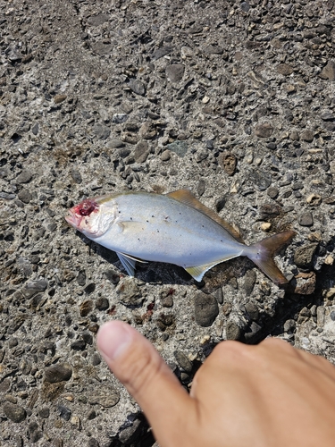 ショゴの釣果