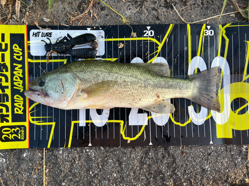 ブラックバスの釣果