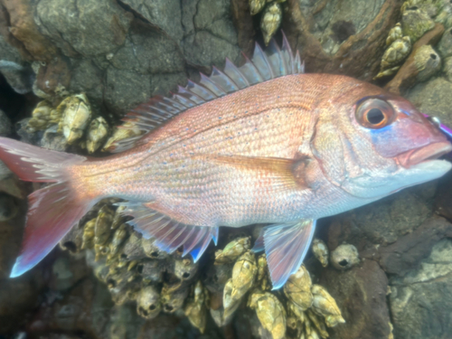 タイの釣果