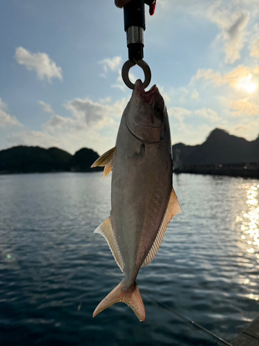 ショゴの釣果