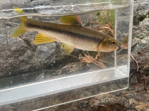 カワムツの釣果