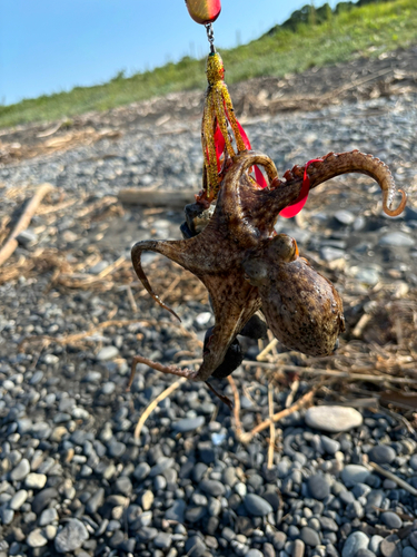 マダコの釣果